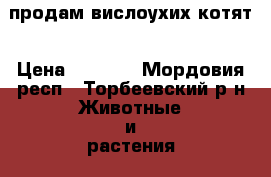 продам вислоухих котят › Цена ­ 1 500 - Мордовия респ., Торбеевский р-н Животные и растения » Кошки   . Мордовия респ.